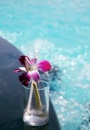 glass with flower in water