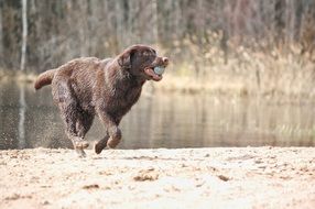 brown labrador playing with the ball in the sand