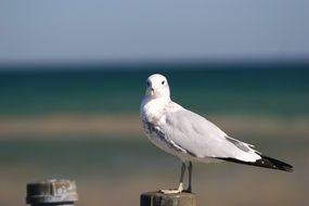 seagull on the beach close-up on a blurred background