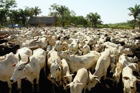 bolivia cows livestock