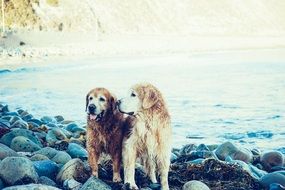 wonderful dogs on beach