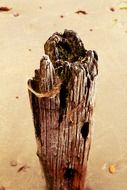 pile log