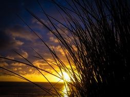 wonderful grasses sunset