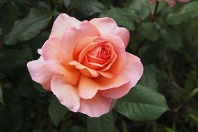 rose at alpine sunset