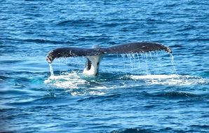 whale ocean