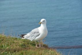 White seagull on the seashore, germany, helgoland