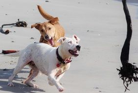 Playful dogs get funny mood on the beach
