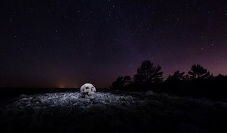 skull stars