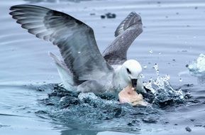 seagull is hunting in the water