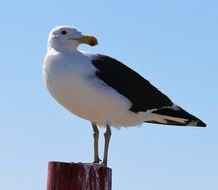 Wild seagull