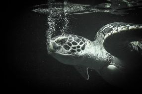 monochrome portrait of Big sea turtle under the ocean water