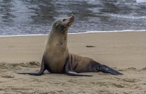 fur seal lies on the beach