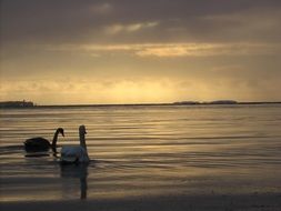 Two swans are swimming in the lake