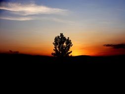 tree silhouette on orange sky background at sunset