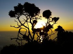 silhouette of a bush on the background of a colorful sunset