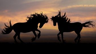 Horses under the sunset