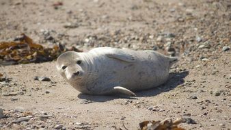 seal on Helgoland