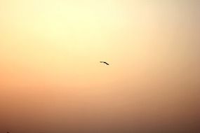 bird in flight at golden sunset sky