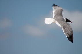 seagull flying over the ocean