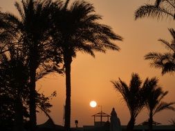 silhouettes palm trees