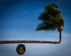 shield on curved palm tree