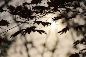autumn leaves on a wood