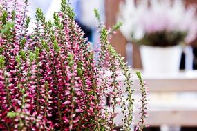 pink flowers in a flower pot