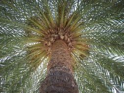 palm sun tree