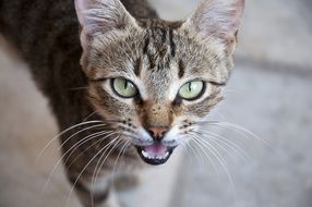 unusual beauty greek cat