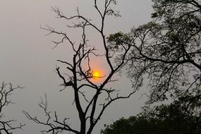 tree silhouettes at grey sunset sky, malaysia