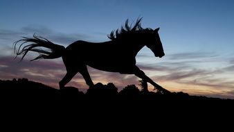 horse gallop sunset