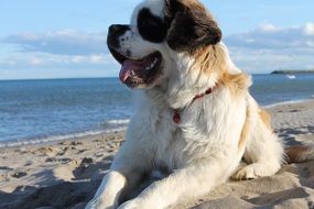 dog lies on the beach in the sand