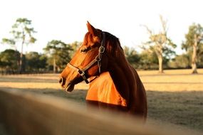 Horse behind the fence on the farm