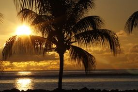 Sunset on the palm