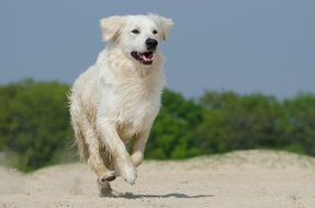 golden retriever running on the sunny beach