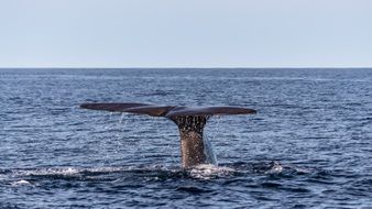 wild sperm whale tail over ocean water