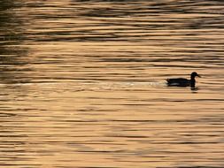 duck swims on the river Danube at dusk