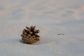 pine cone in the sand on the beach close-up
