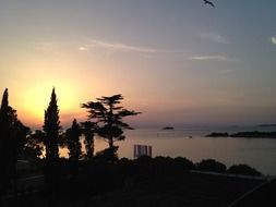 trees on coast in view of sea at dusk