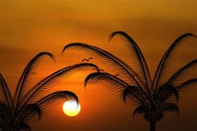 evening sun in the sky behind palm trees