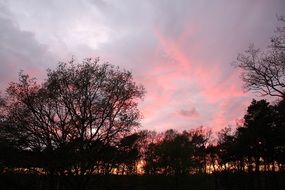 landscape of glow of pink sunset over the trees