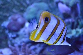 striped fish in an aquarium