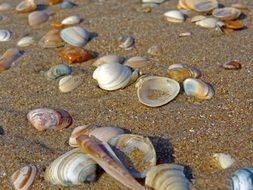 shells on the beach sand