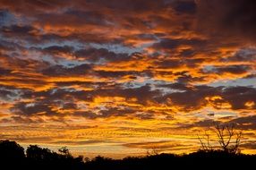 hot colored clouds at sunset sky above dark trees, australia