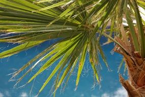 clipart of the palm at the background of the sky