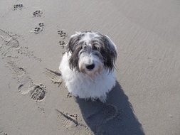 fluffy dog by the sea