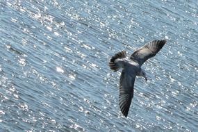 flying seagull over ocean