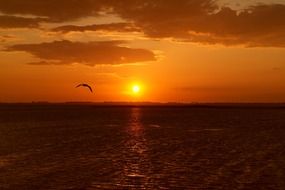 gorgeoust orbetello bird in the sky