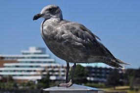 very beautiful seagull