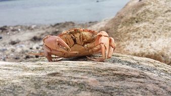 cancer of the Baltic sea